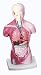 HUMAN TORSO MODEL