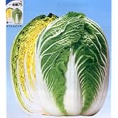 金閣75[白菜]【タネ】20ml