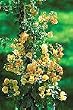 Gold Bougainvillea Vine Five Gallon