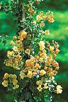 Gold Bougainvillea Vine Five Gallon