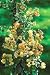 Gold Bougainvillea Vine Five Gallon