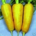 KINBI YELLOW CARROT - 15 Seeds - Daucus carota