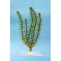Tetra 19101 Water Wonders Fresh Water Plant Anacharis, 6-Inch by Tetra