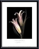 Art Poster Metal Framed Print - Fleurs-de-lis I - Artist: Rose- Poster Size: 11 X 14