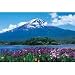 菖蒲咲く富士－山梨－ 101170