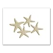 Starfish - Gift Enclosure Cards (set of 12)