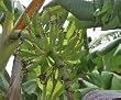 Dwarf Orinoco Banana Plant Five Gallon