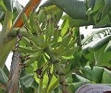 Dwarf Orinoco Banana Plant Five Gallon