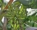 Dwarf Orinoco Banana Plant Five Gallon