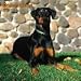 Dobermans Euro Wall 2008