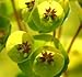 Euphorbia Whistleberry Garnet