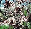 Fruitless Flowering Plum Tree, 5 Gallon Dwarf
