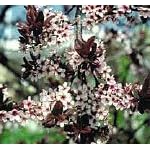 Fruitless Flowering Plum Tree, 5 Gallon Dwarf by Clifton's Nursery