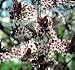 Purple Pony Fruitless Flowering Plum Tree, 5 Gallon Dwarf