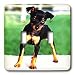 Dogs Miniature Pinscher - Pinscher Puppy - Light Switch Covers - double toggle switch