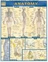 Anatomy (Quickstudy Reference Guides - Academic)