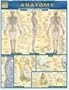 Anatomy (Quickstudy Reference Guides - Academic)