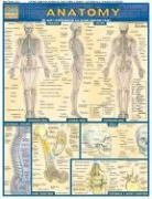 Anatomy (Quickstudy Reference Guides - Academic)