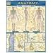 Anatomy (Quickstudy Reference Guides - Academic)