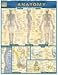 Anatomy (Quickstudy Reference Guides - Academic)