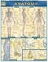 Anatomy (Quickstudy Reference Guides - Academic)