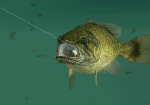 Rapala Pro Fishing 2010 Pc Crackdown