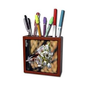WhiteOak Photography Floral Prints - Insect on Bartlett Pear Tree - Tile Pen Holders-5 inch tile pen holder