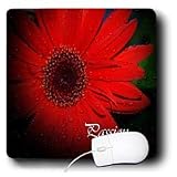 WhiteOak Photography Inspirational Floral Prints - Passion Red Gerbera Daisy - Mouse Pads