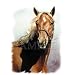 American Quarter Horse Adult Sweatshirt