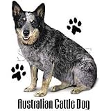 Australian Cattle Dog Adult Sweatshirt