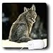 Wild animals - Coyote - Mouse Pads