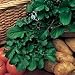 Rocket Seeds (1 Pkt - 800 seeds) Alan Titchmarsh Range