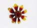 Red and Yellow Coreopsis Flower Photographic Poster Print, 16x12