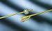 Search : Bardex Lubricath Latex Foley Catheter - 14 French
