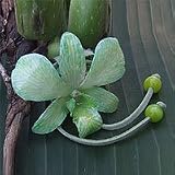 Natural orchid leather long necklace, 'Exotic Green Bloom'