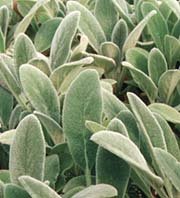Lamb's Ear Perennial 8 Plants
