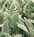Lamb's Ear Perennial - 25 Plants - Stachys byzantina
