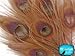 5 Pieces – Light Brown Bleached & Dyed Peacock Tail Eye Feathers 10-12” Long Halloween Craft Supply | Moonlight Feather