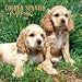 cocker spaniel - Cocker Spaniel Puppies 2008 Mini Wall Calendar - MINI WALL CALENDARS