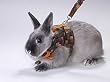 Peter's Walking Rabbit Jacket