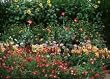 Cut Flower Seed Garden Mat - Instant Garden, Roll N Grow - Seeded Mat - Just Roll and Grow! (Easy & Hassle Free!) Plant in garden or family yard!