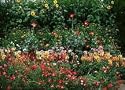Cut Flower Seed Garden Mat - Instant Garden, Roll N Grow - Seeded Mat - Just Roll and Grow! (Easy & Hassle Free!) - A great gift idea for the home or family yard! Terrific Birthday Present, Holiday or Christmas Gift or Stocking Stuffer! BEST SELLER!