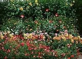 Cut Flower Seed Garden Mat - Instant Garden, Roll N Grow - Seeded Mat - Just Roll and Grow! (Easy & Hassle Free!) Plant in garden or family yard!