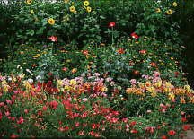 Cut Flower Seed Garden Mat - Instant Garden, Roll N Grow - Seeded Mat - Just Roll and Grow! (Easy & Hassle Free!) Plant in garden or family yard! Cut Flower Seed Garden Mat - Instant Garden, Roll N Grow - Seeded Mat - Just Roll and Grow! (Easy & Hassle Free!) Plant in garden or family yard!