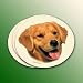 Golden Retriever Coasters - 4 Pack