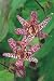 Lily - Toad - Japanese Flower Bulbs