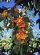 Rainier Cherry Tree Five Gallon