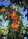Rainier Cherry Tree Seven Gallon