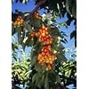 Rainier Cherry Tree Five Gallon