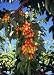 Rainier Cherry Tree Five Gallon